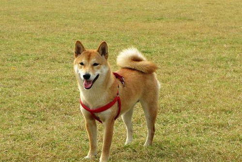 掉毛大戶不止薩摩耶！這些寵物狗掉的毛，真能開(kāi)“紡織廠”