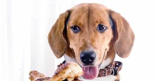 五年相伴，方悟真諦 讓愛(ài)犬更健康的科學(xué)養(yǎng)狗法則