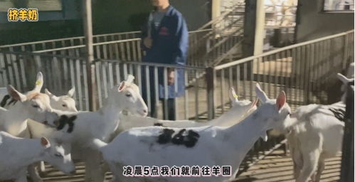 透明工藝，安心之選 谷登大白寵物羊奶，開(kāi)啟國(guó)內(nèi)寵物食品新標(biāo)準(zhǔn)