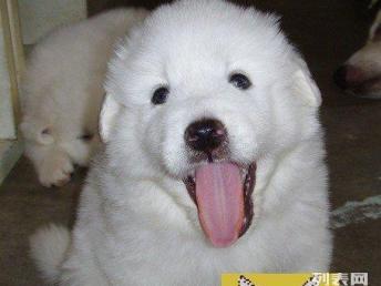 CKU精品大白熊犬 天津基地實(shí)地選購(gòu)，安心帶回家