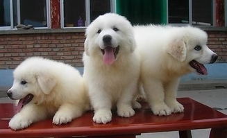 南京專業(yè)犬舍實(shí)體店 健康大白熊幼犬，質(zhì)保三月贈(zèng)用品簽協(xié)議