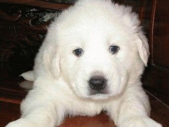 尋覓溫暖陪伴 武漢純種大白熊犬寶寶，健康有保障